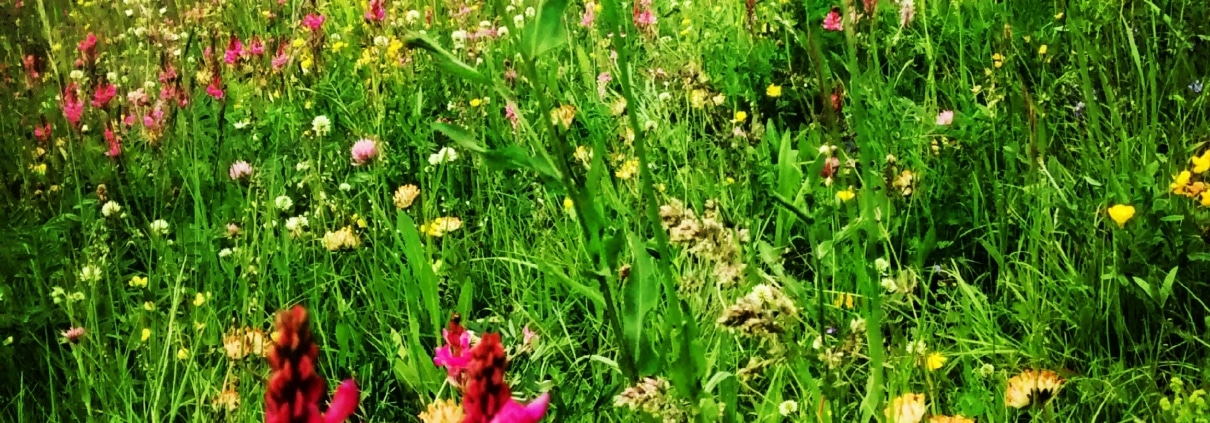 flowers in meadow - Welcome returners