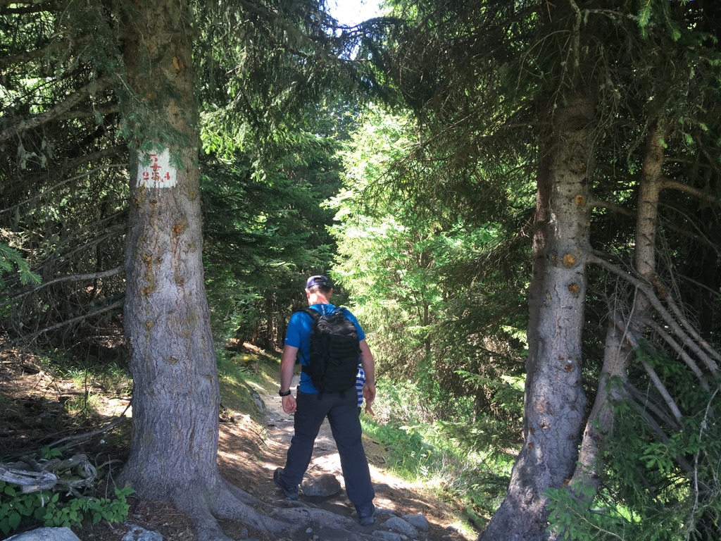 Bear Track